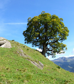 入侵检测的网页攻击器